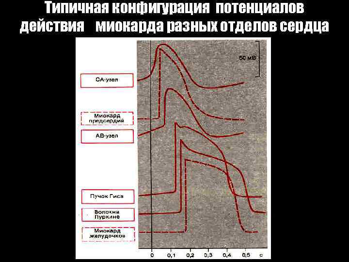 Типичная конфигурация потенциалов действия миокарда разных отделов сердца Ек 