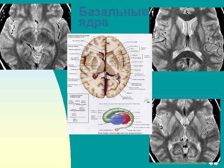 Базальные ядра Перейти на первую страницу 