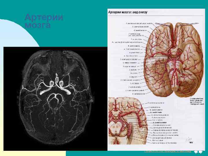 Артерии мозга Перейти на первую страницу 