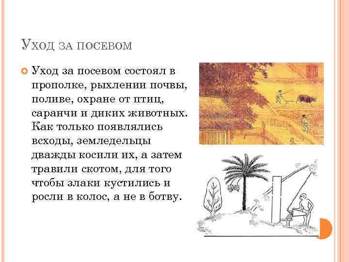 УХОД ЗА ПОСЕВОМ Уход за посевом состоял в прополке, рыхлении почвы, поливе, охране от