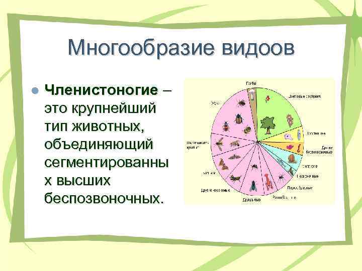 Многообразие видоов l Членистоногие – это крупнейший тип животных, объединяющий сегментированны х высших беспозвоночных.