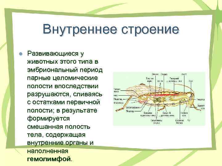 Внутреннее строение l Развивающиеся у животных этого типа в эмбриональный период парные целомические полости