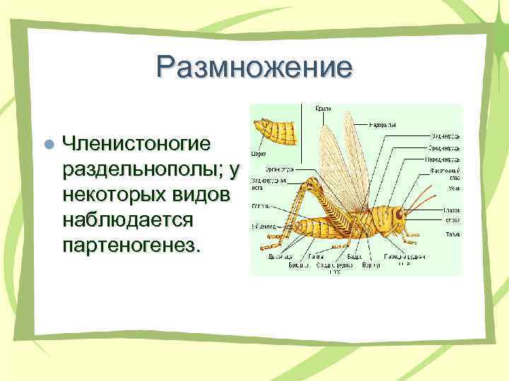 Размножение l Членистоногие раздельнополы; у некоторых видов наблюдается партеногенез. 