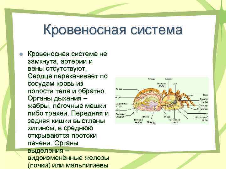 Кровеносная система l Кровеносная система не замкнута, артерии и вены отсутствуют. Сердце перекачивает по