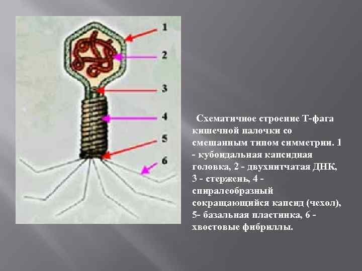  Схематичное строение Т-фага кишечной палочки со смешанным типом симметрии. 1 - кубоидальная капсидная