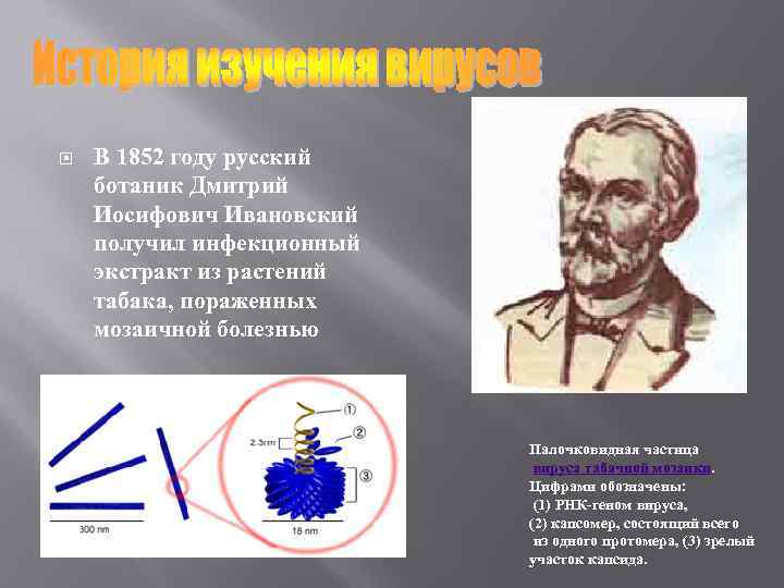  В 1852 году русский ботаник Дмитрий Иосифович Ивановский получил инфекционный экстракт из растений