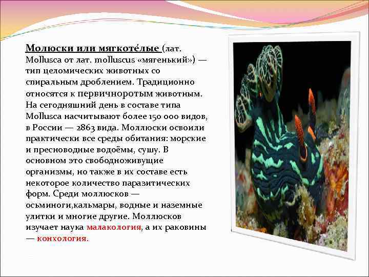 Молюски или мягкоте лые (лат. Mollusca от лат. molluscus «мягенький» ) — тип целомических