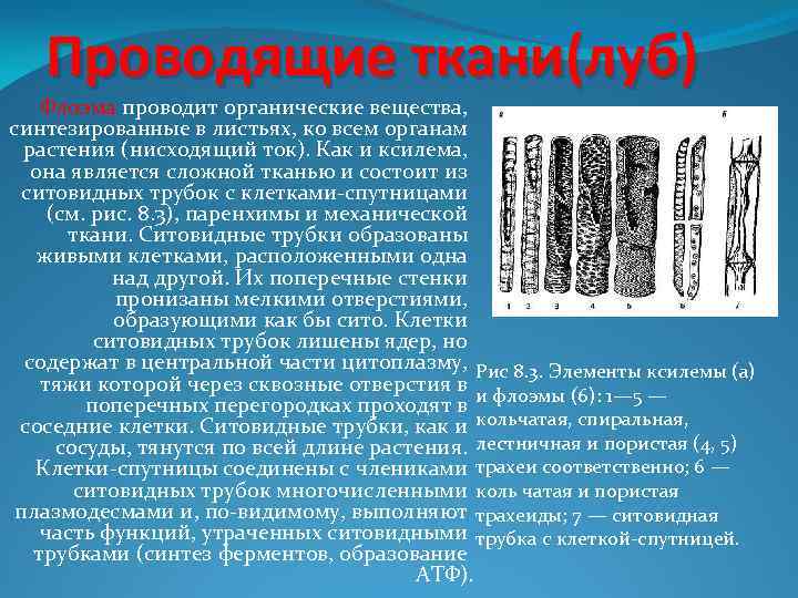 Проводящие ткани(луб) Флоэма проводит органические вещества, синтезированные в листьях, ко всем органам растения (нисходящий