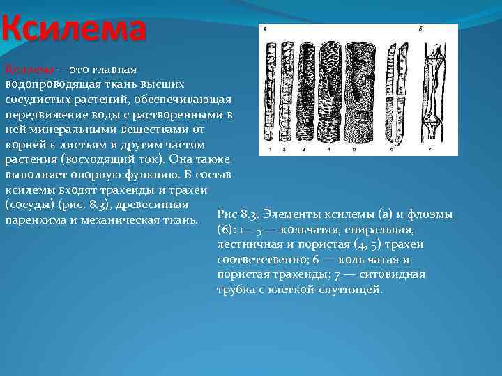 Ксилема —это главная водопроводящая ткань высших сосудистых растений, обеспечивающая передвижение воды с растворенными в