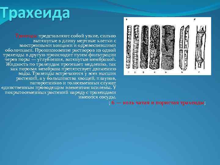 Трахеида Трахеиды представляют собой узкие, сильно вытянутые в длину мертвые клетки с заостренными концами