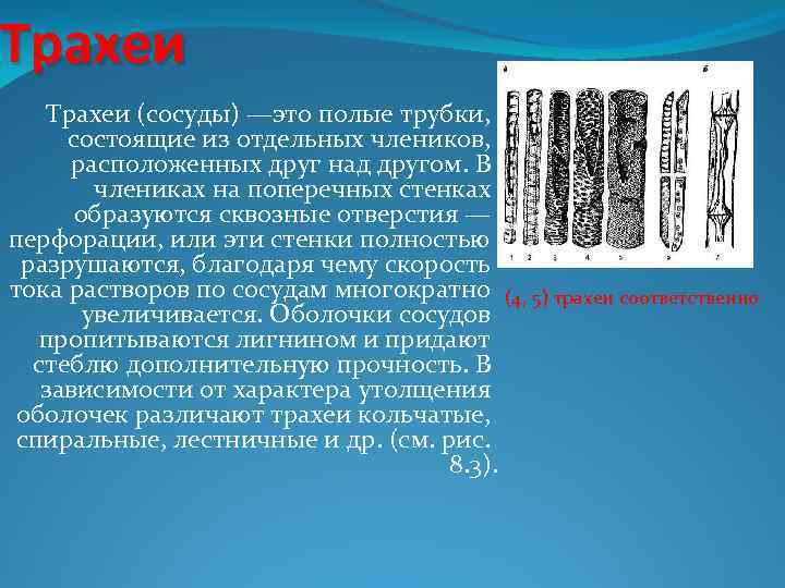 Трахеи (сосуды) —это полые трубки, состоящие из отдельных члеников, расположенных друг над другом. В