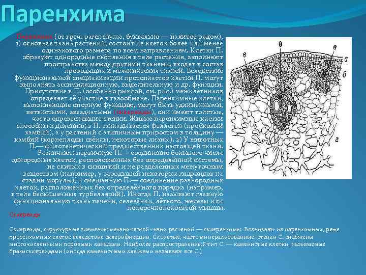 Паренхима (от греч. parenchyma, буквально — налитое рядом), 1) основная ткань растений, состоит из