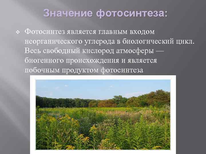 Значение фотосинтеза: v Фотосинтез является главным входом неорганического углерода в биологический цикл. Весь свободный