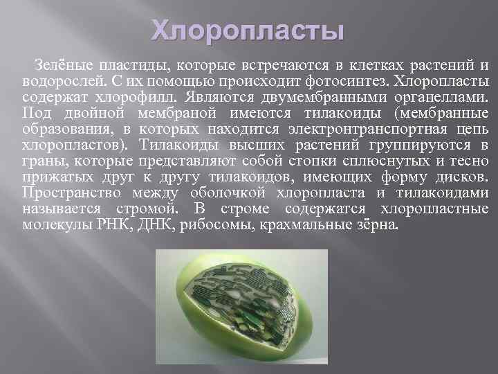 Хлоропласты Зелёные пластиды, которые встречаются в клетках растений и водорослей. С их помощью происходит