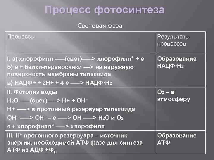 Преобразование энергии в световой фазе