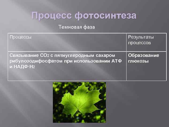 Процесс фотосинтеза Темновая фаза Процессы Результаты процессов Связывание CO 2 с пятиуглеродным сахаром рибулозодифосфатом