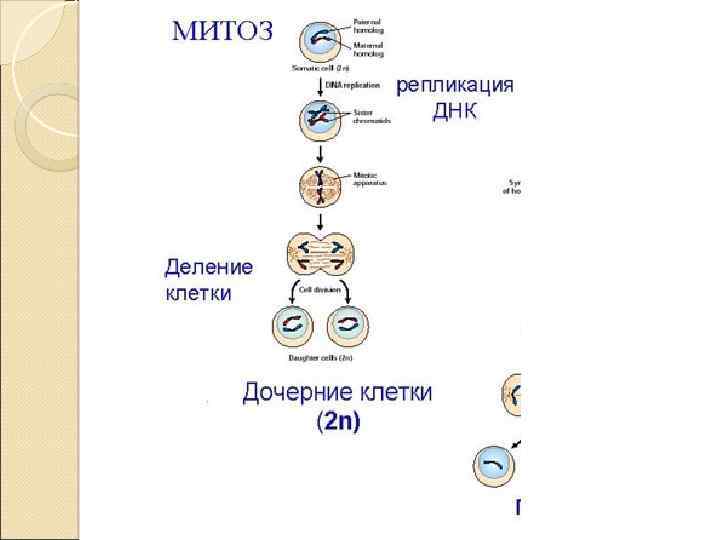 Схема деления клетки митоз