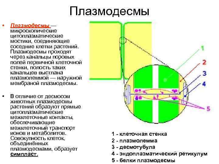 Плазмодесмы растений