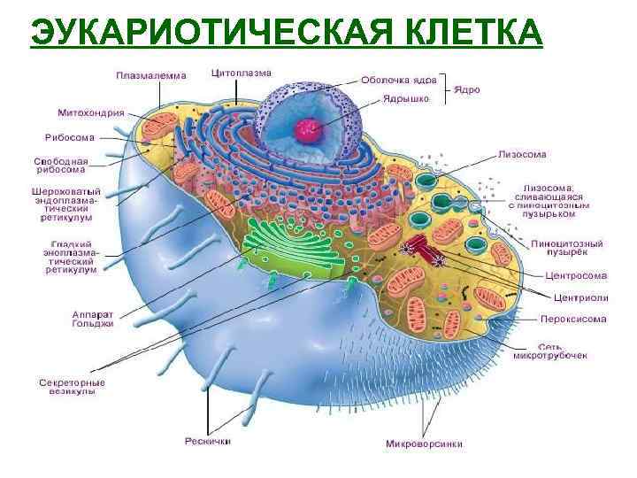 ЭУКАРИОТИЧЕСКАЯ КЛЕТКА 
