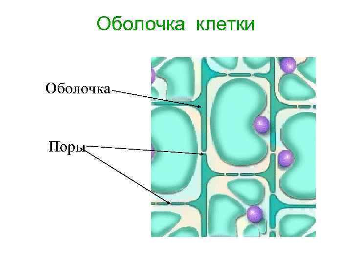 Плотная оболочка клетки. Строение поры в клеточной стенке. Строение поры растения. Поры в клеточной стенке растительной клетки. Поры в клеточной оболочке.