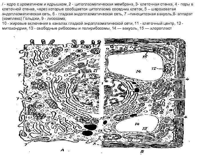 / - ядро с хроматином и ядрышком, 2 - цитоплазматическая мембрана, 3 - клеточная