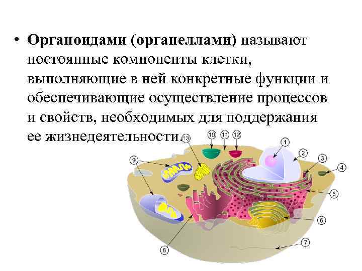  • Органоидами (органеллами) называют постоянные компоненты клетки, выполняющие в ней конкретные функции и