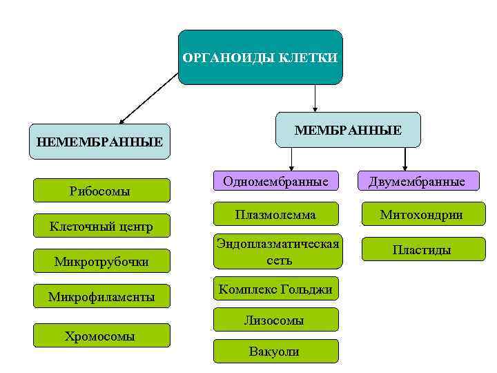 Схема органоиды одномембранные двумембранные немембранные