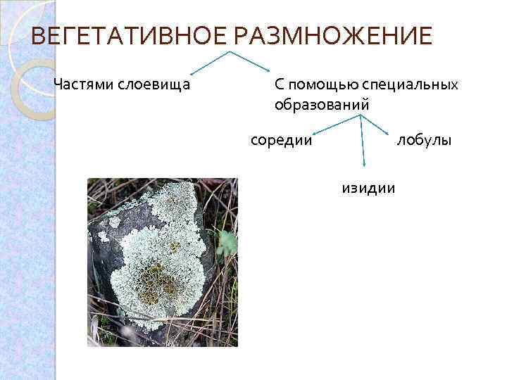 ВЕГЕТАТИВНОЕ РАЗМНОЖЕНИЕ Частями слоевища С помощью специальных образований соредии лобулы изидии 