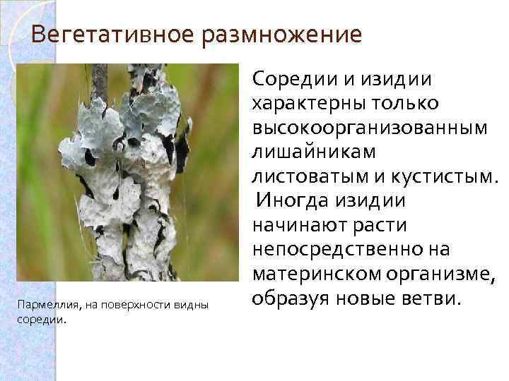 Вегетативное размножение Пармеллия, на поверхности видны соредии. Соредии и изидии характерны только высокоорганизованным лишайникам