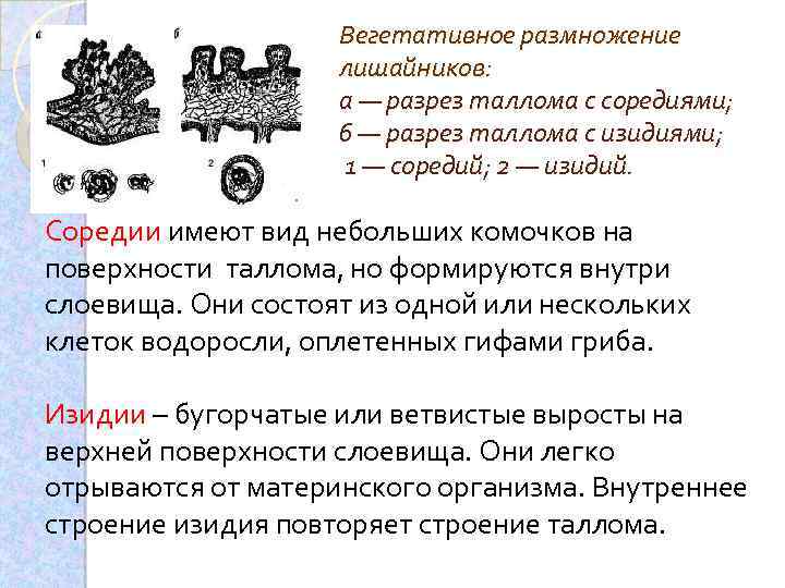 Вегетативное размножение лишайников: а — разрез таллома с соредиями; б — разрез таллома с