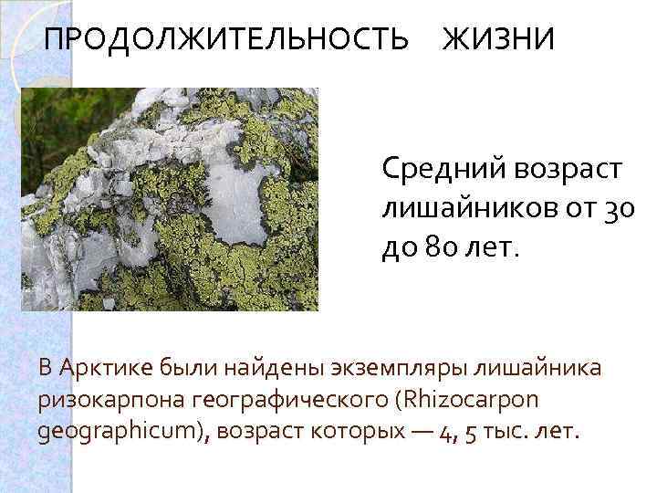 ПРОДОЛЖИТЕЛЬНОСТЬ ЖИЗНИ Средний возраст лишайников от 30 до 80 лет. В Арктике были найдены