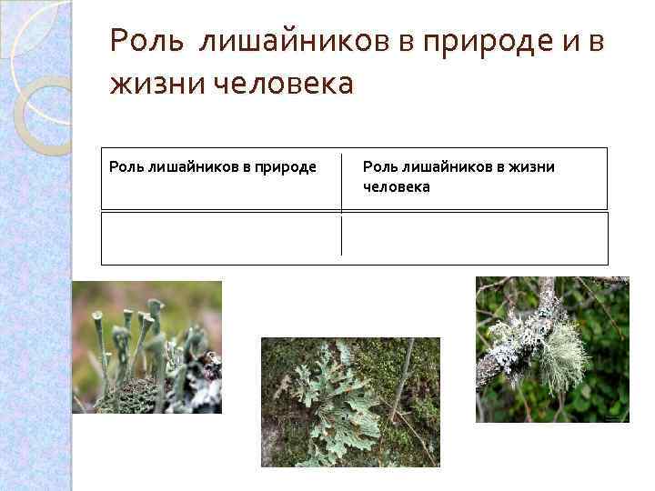 Роль лишайников в природе и в жизни человека Роль лишайников в природе Роль лишайников