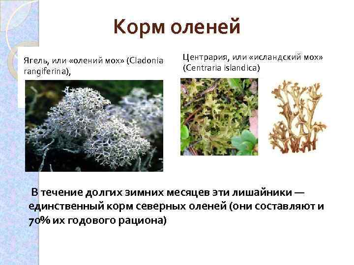 Корм оленей Ягель, или «олений мох» (Cladonia rangiferina), Центрария, или «исландский мох» (Centraria islandica)