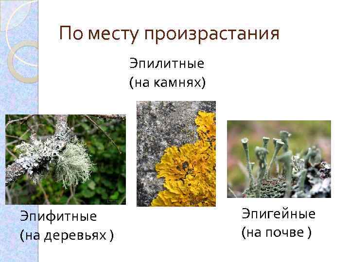 По месту произрастания Эпилитные (на камнях) Эпифитные (на деревьях ) Эпигейные (на почве )