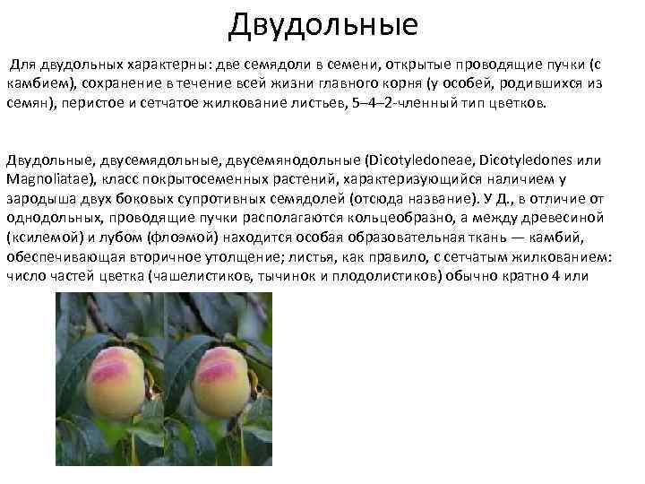 Двудольные Для двудольных характерны: две семядоли в семени, открытые проводящие пучки (с камбием), сохранение