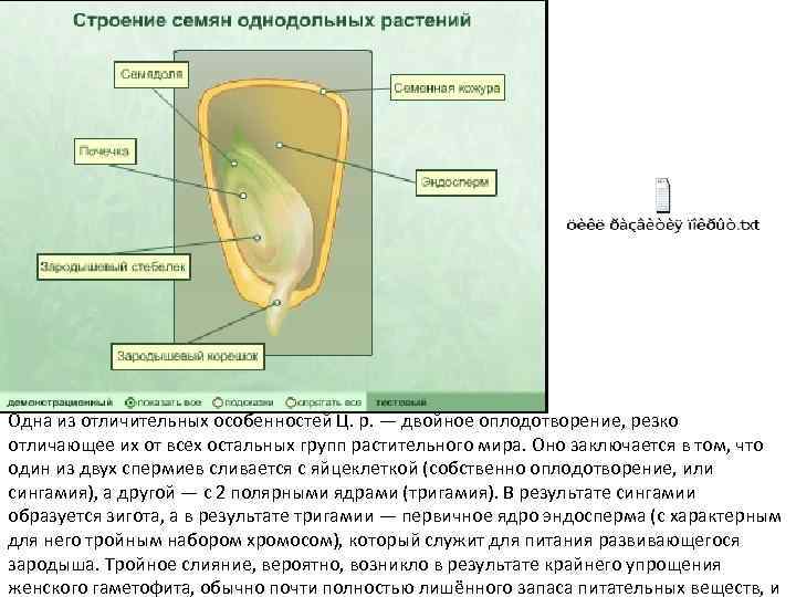Одна из отличительных особенностей Ц. р. — двойное оплодотворение, резко отличающее их от всех