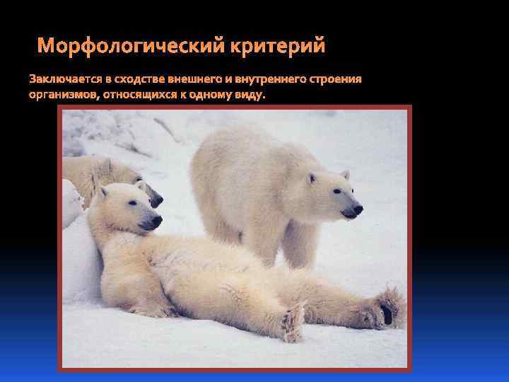 Морфологический критерий Заключается в сходстве внешнего и внутреннего строения организмов, относящихся к одному виду.