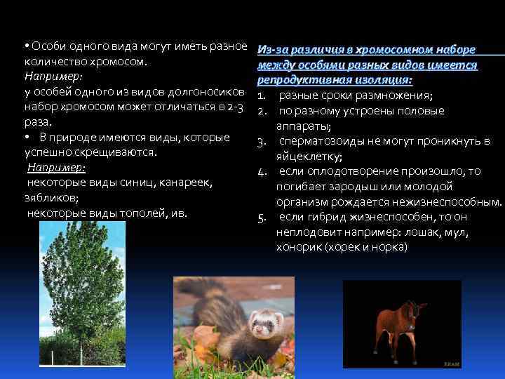  • Особи одного вида могут иметь разное количество хромосом. Например: у особей одного