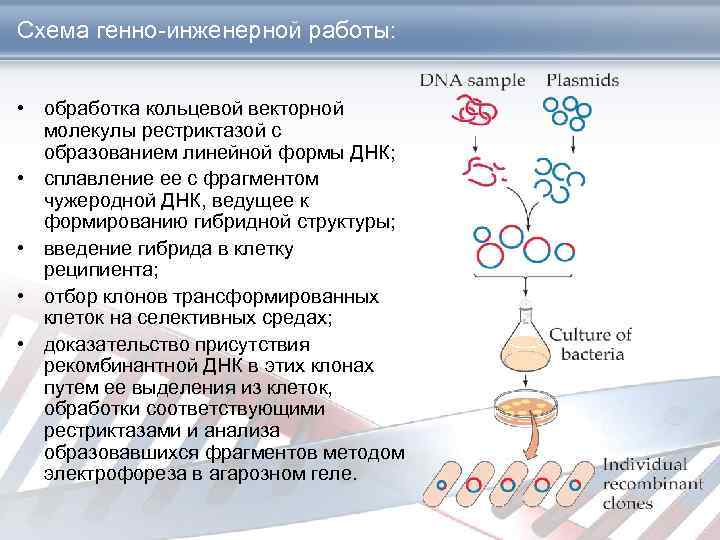 Схема генно-инженерной работы: • обработка кольцевой векторной молекулы рестриктазой с образованием линейной формы ДНК;