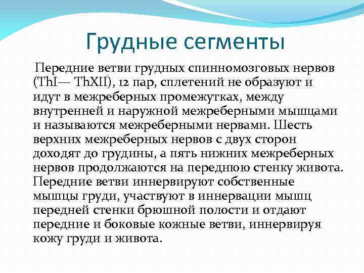 Грудные сегменты Передние ветви грудных спинномозговых нервов (Th. I— Th. XII), 12 пар, сплетений