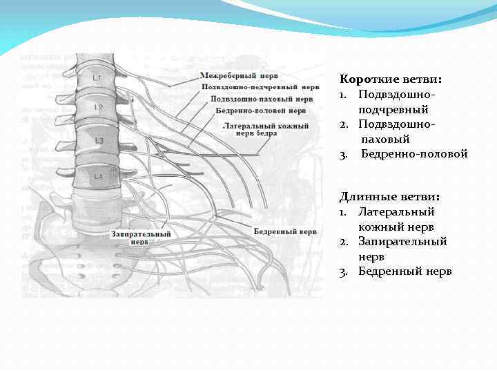 Короткие ветви: 1. Подвздошноподчревный 2. Подвздошнопаховый 3. Бедренно-половой Длинные ветви: 1. Латеральный кожный нерв