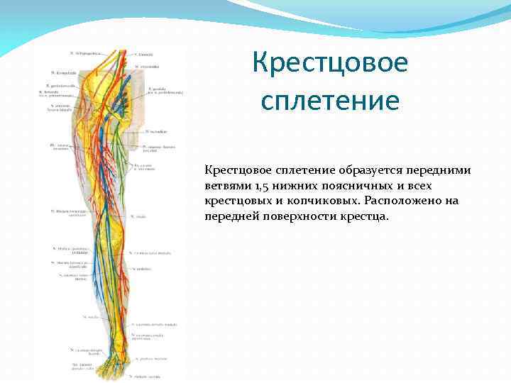 Областью иннервации крестцового сплетения являются