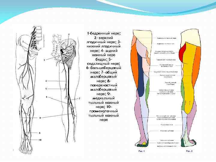 Иннервация бедра схема