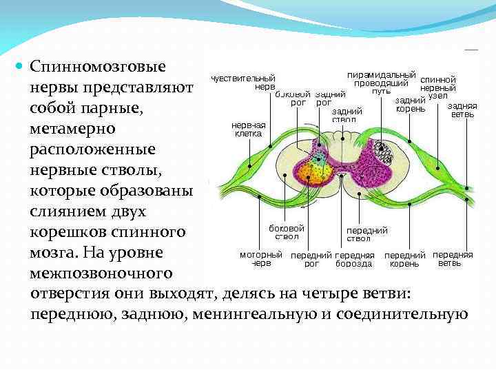 Схема формирования спинномозгового нерва