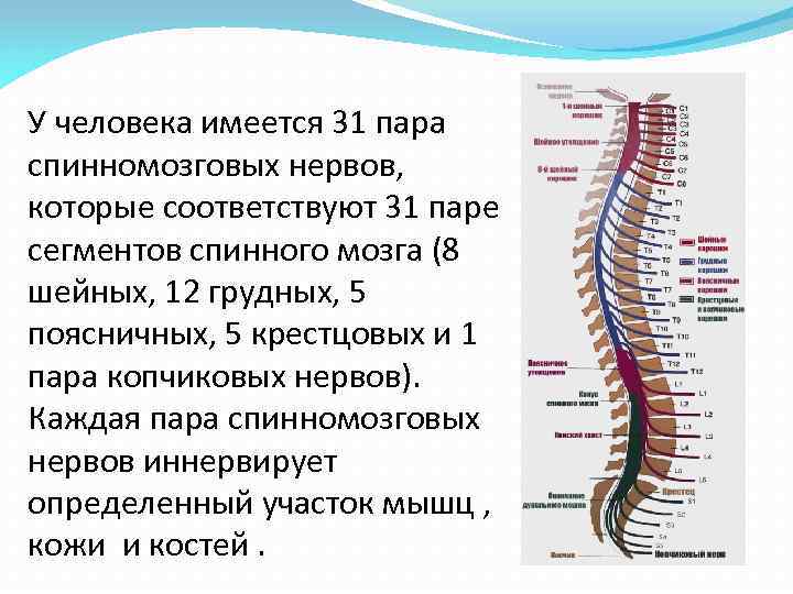 От спинного мозга отходит 31 пара. Спинной мозг 31 пара нервов. Спинномозговые нервы анатомия строение. 31 Сегмент спинномозговых нервов. Спинной мозг 31 сегмент пара.
