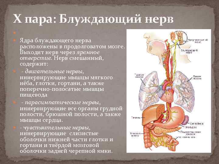 X пара: Блуждающий нерв Ядра блуждающего нерва расположены в продолговатом мозге. Выходит нерв через