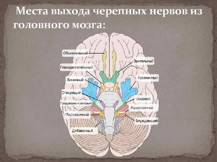  Места выхода черепных нервов из головного мозга: 