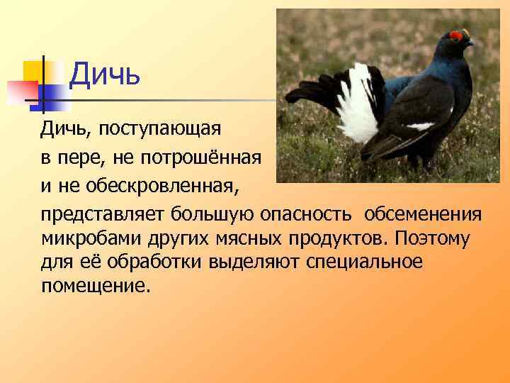 Дичь, поступающая в пере, не потрошённая и не обескровленная, представляет большую опасность обсеменения микробами