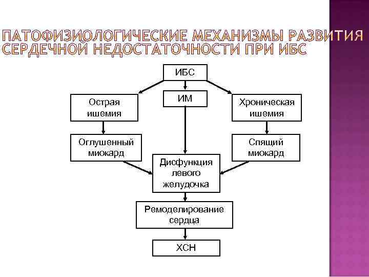 ИБС Острая ишемия Оглушенный миокард ИМ Дисфункция левого желудочка Ремоделирование сердца ХСН Хроническая ишемия