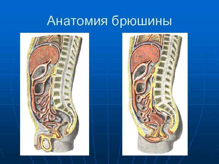 Брюшная полость малого таза